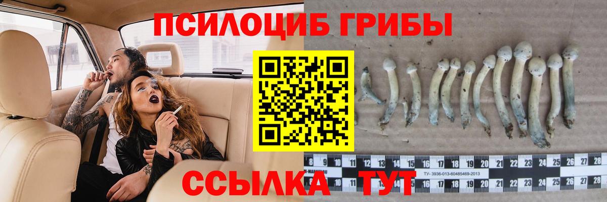 Павловский Посад  Галлюциногенные грибы Psilocybine cubensis  Вход с VPN 